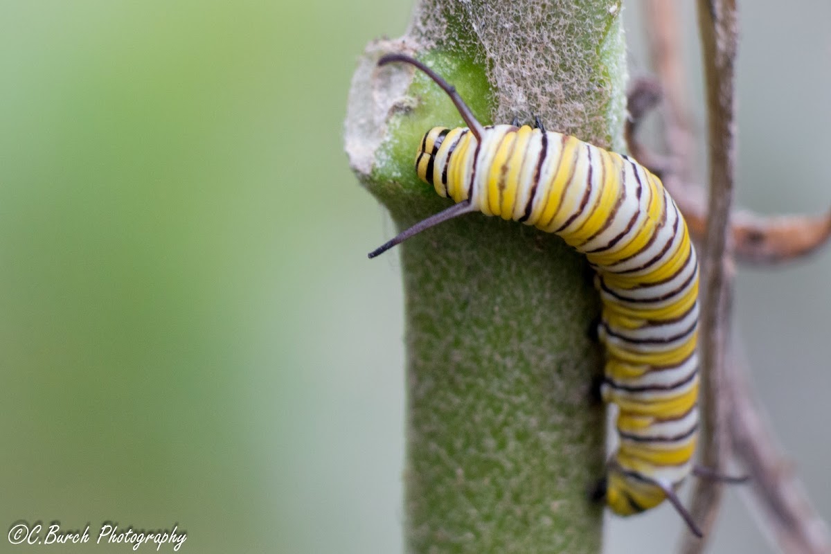 Monarch Butterfly (Larvae)