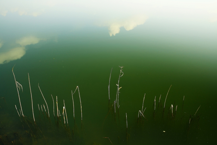 Cielo riflesso e canne palustri di spelafili