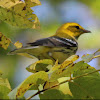 Black-throated Green Warbler (Female)