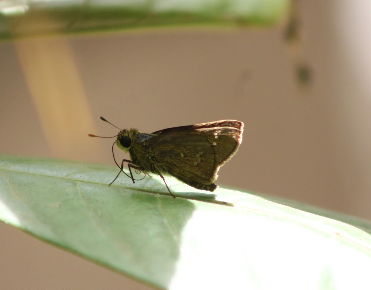 Smallest Swift