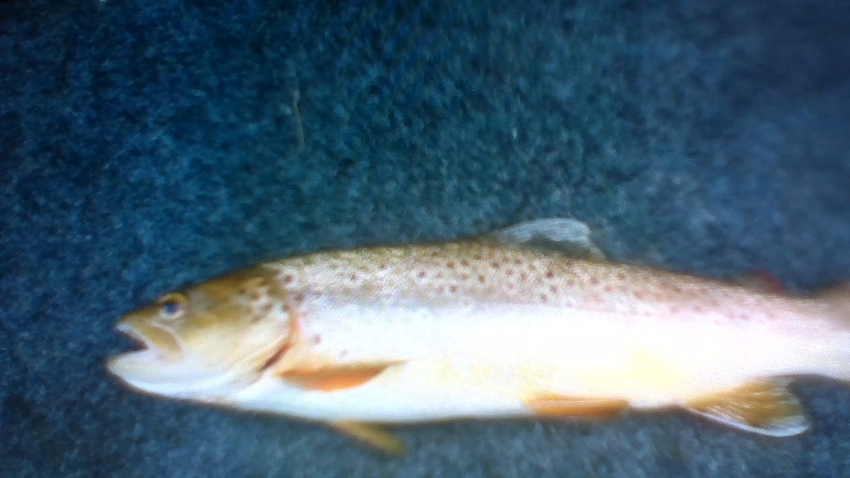 brown trout