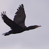 Double-crested Cormorant