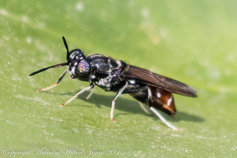 Soldier Fly