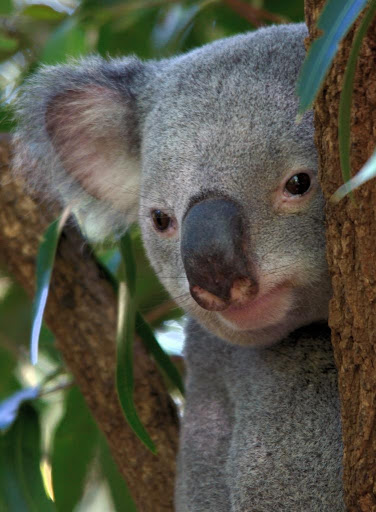 Koala bears Wallpapers HD FREE