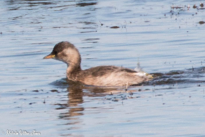 Little Grebe