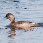 Little Grebe