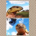 Blue tongue lizard