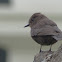 Vermilion Flycatcher - melanistic form