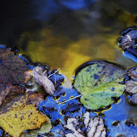 Riflessioni autunnali di 