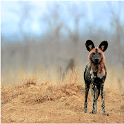 An African  wild dog in the temporary boma.