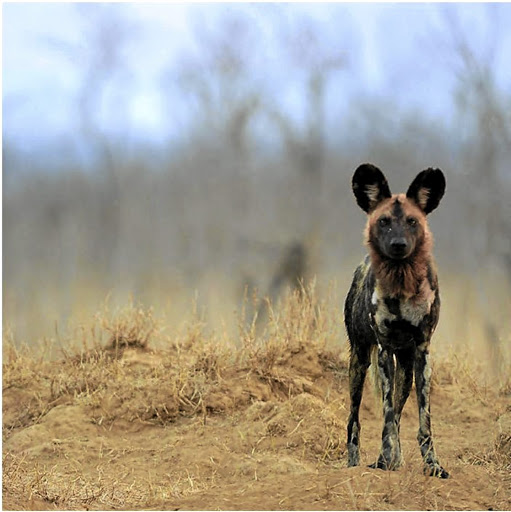 An African wild dog in the temporary boma.