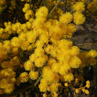 Wallangarra Wattle