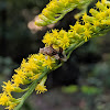 Jagged Ambush Bug