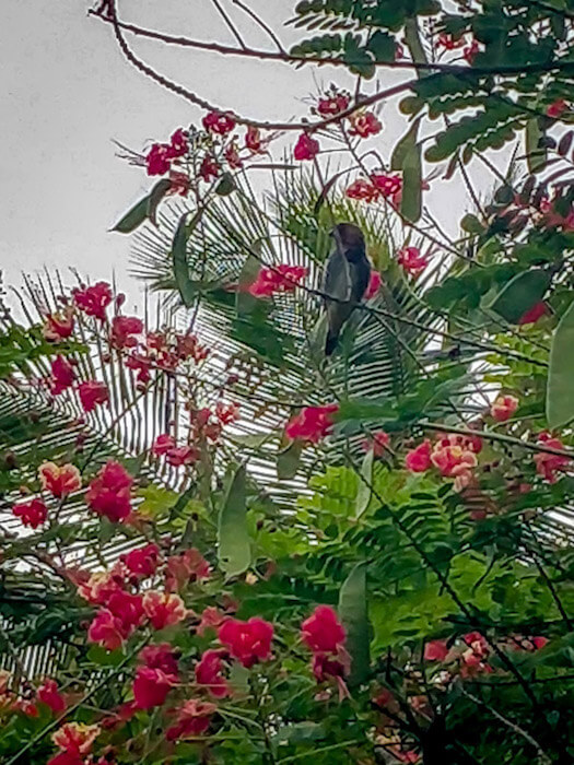 ranganathittu bird sanctuary