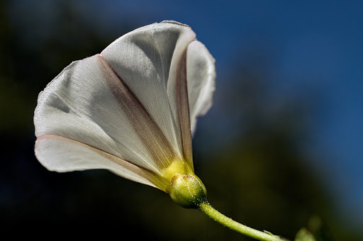 Convolvulus arvensis