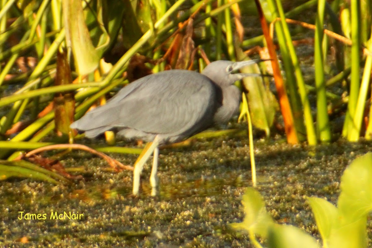 Little Blue Heron