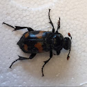 Burying Beetle