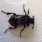 Burying Beetle