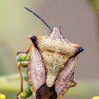 Red Shield Bug