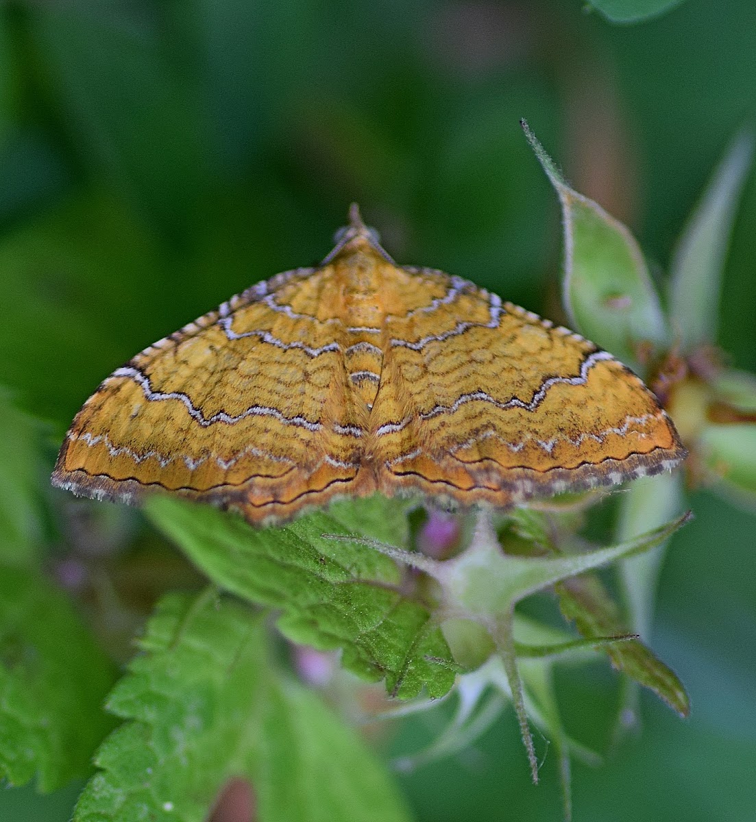 Yellow Shell