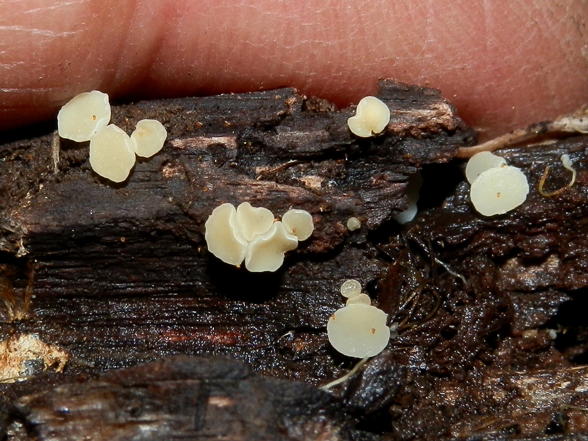 Disc Fungus