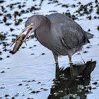 Little Blue Heron