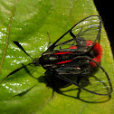 Scarlet-tipped Wasp Mimic