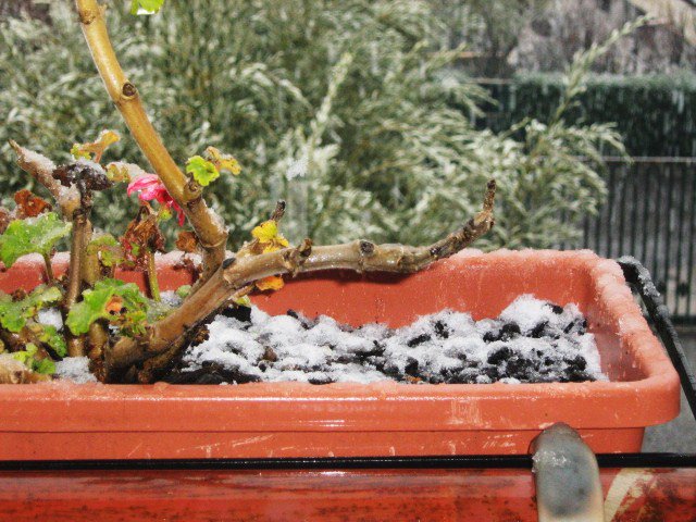 Fiori ricoperti dalla neve. di EffE