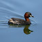 Little Grebe