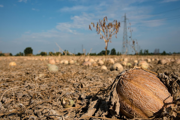 Il Melone non-raccolto di RobertoTelloni