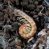 Flat-backed Millipede