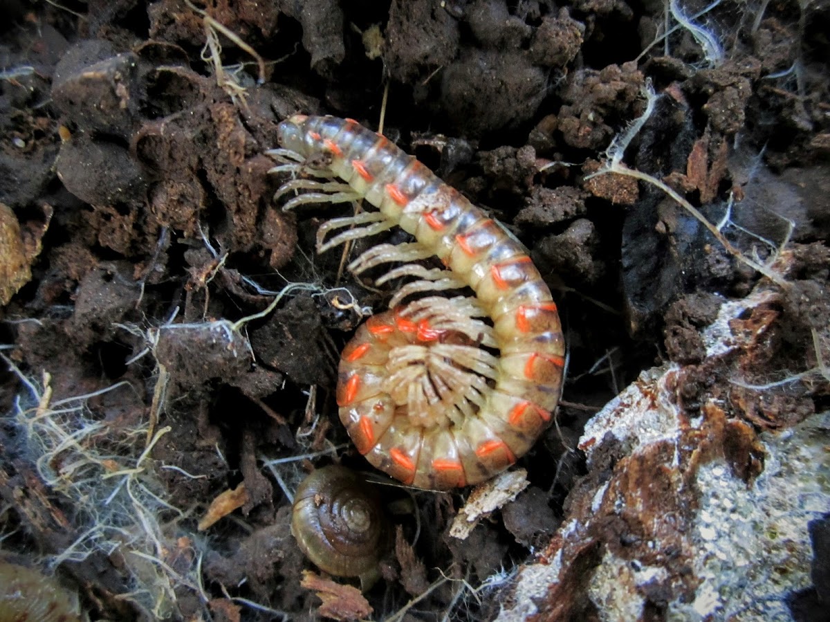 Flat-backed Millipede