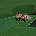 Spot Eyed Hoverfly