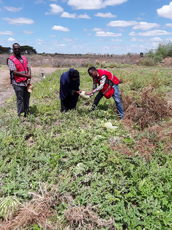 Kenya red cross officials with farmers of kulan irrigation scheme in Dadaab sub-county on Tuesday.