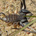 Madagascan Scorpion