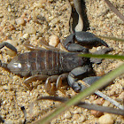 Madagascan Scorpion