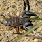 Madagascan Scorpion