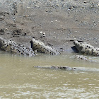 Crocodile