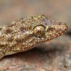 Gecko