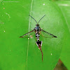 Clearwing Moth