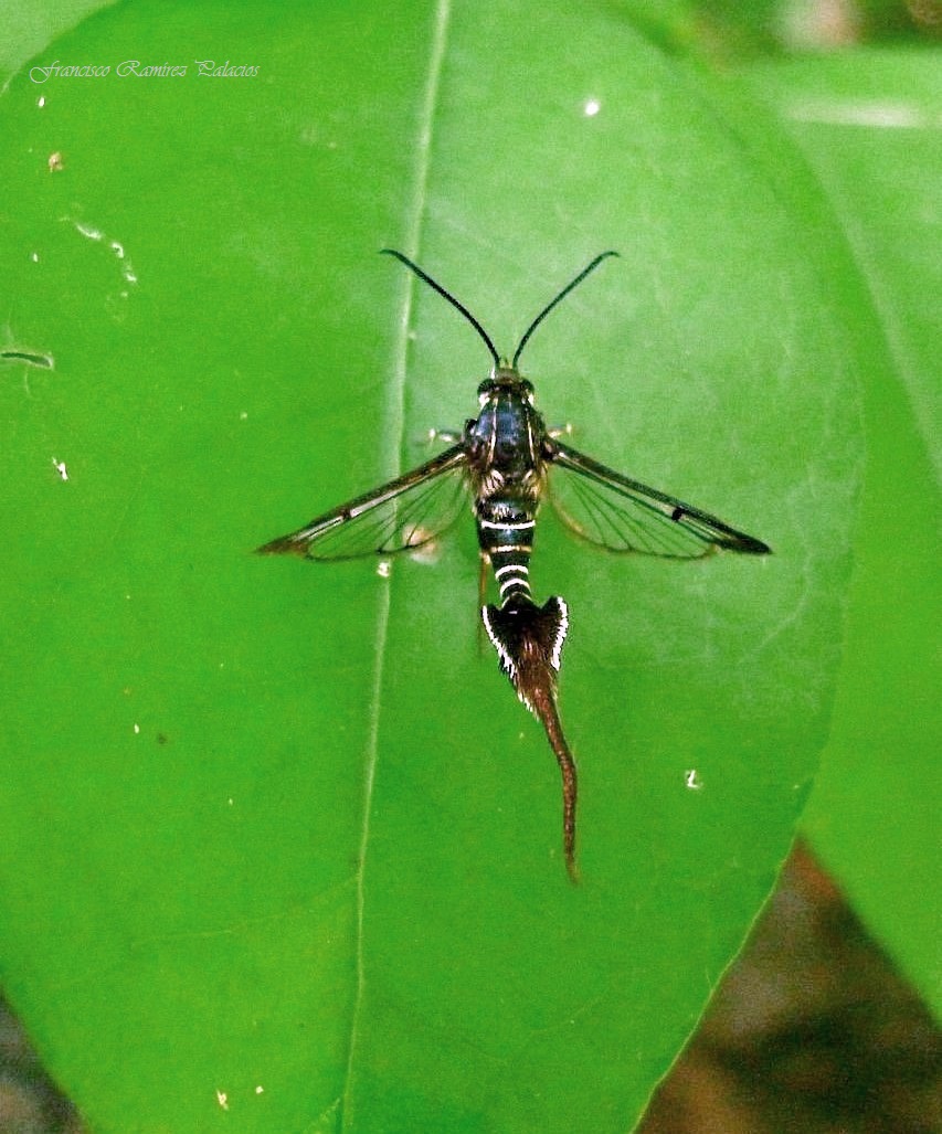 Clearwing Moth