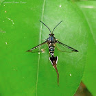 Clearwing Moth