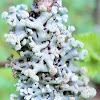 Powder-headed tube lichen