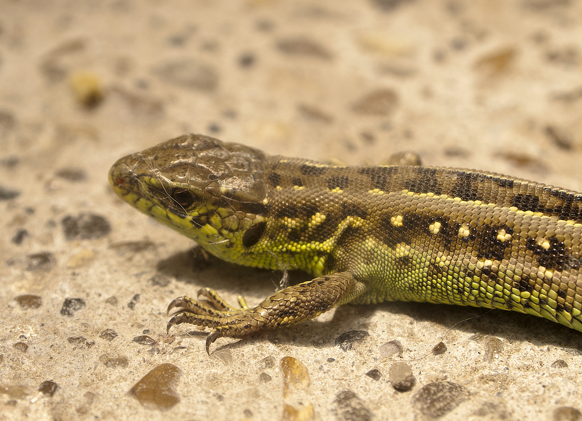 Sand lizard