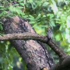 Yellow-crowned Woodpecker