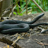 Eastern Garter Snake