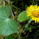 Coltsfoot