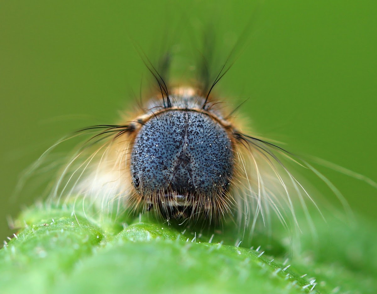 Forest Tent Caterpillar