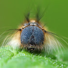 Forest Tent Caterpillar