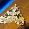 Geometer Moth